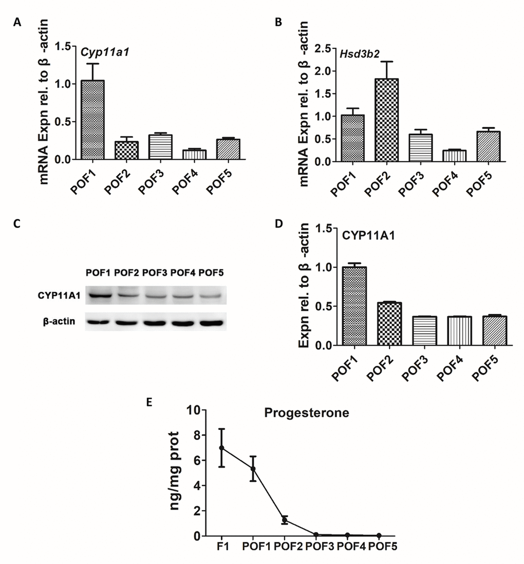 Secretion of progesterone from POFs. (A-B) qRT-PCR analysis of Cyp11a1 and Hsd3b2 mRNA abundance in POFs (POF1 to POF5). (C-D) WB analysis of CYP11A1 expression in the POFs (POF1 to POF5). (E) The level of P4 showed in F1 and POFs (POF1 to POF5). Values are means ± SEM of three experiments.