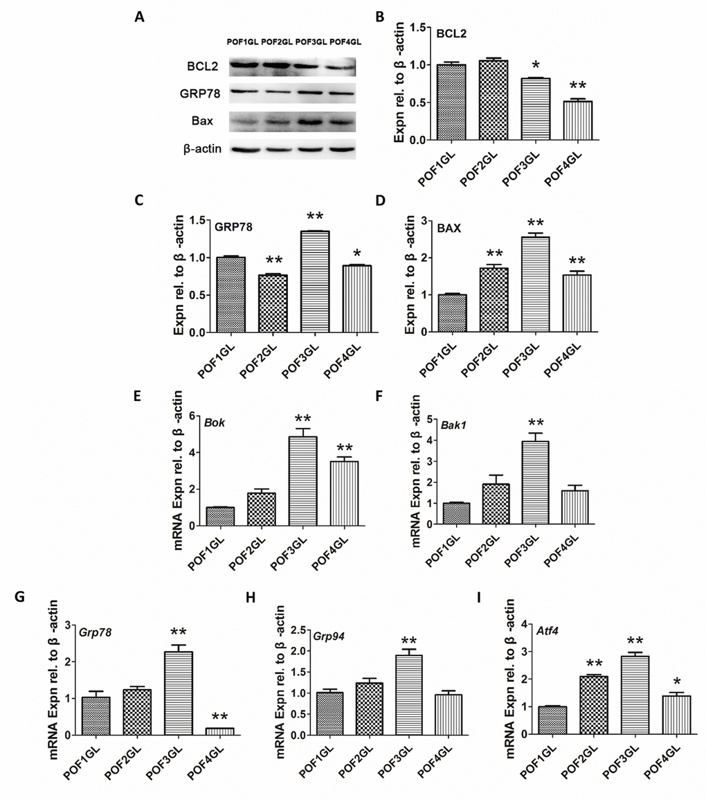 Granulosa cells from POF3 suffer apparent mitochondrial apoptosis and ER stress. (A-D) WB and grey analysis of BCL2, GRP78 and BAX expression in the granulosa layer from POFs (POF1 to POF4). (E-I) qRT-PCR analysis of Bok, Bak1, Grp78, Grp94 and Atf4 mRNA abundance in the granulosa layer from POFs (POF1 to POF4). GL represents the granulosa layer. Values are means ± SEM of three experiments. Asterisks indicate significant differences (* PP