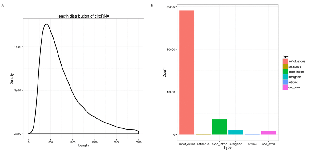 Characterization of circRNAs in the tree shrew brain. (A) Length distribution of circRNAs. (B) Type distribution of circRNAs. Red indicates annot