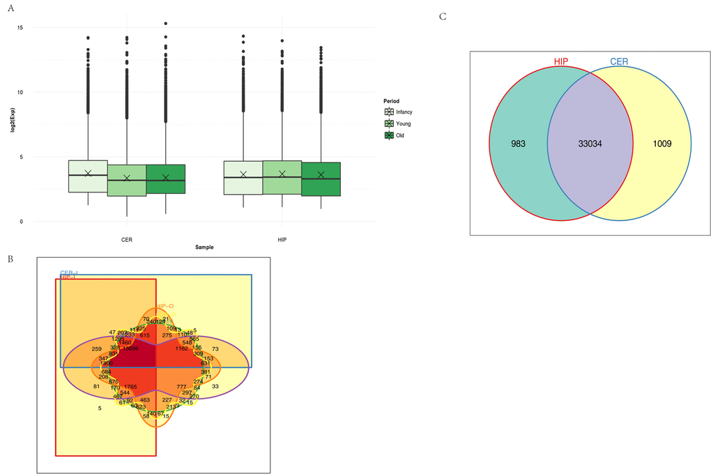Characteristics of circRNA expression. (A) Box plots comparing circRNAs measured based on the log of the expression level (base 2) in the two brain regions over time. CER: cerebellum, HIP: hippocampus. (B) Venn diagram showing the overlapping circRNAs identified in the hippocampus and cerebellum. (C) Venn diagram showing the overlapping circRNAs detected in different brain regions over time. Different colors and shapes represent different brain regions and time points. HIP-I, HIP-Y, and HIP-O represent the three ages in the hippocampus. CER-I, CER-Y, and CER-O represent the three ages in the cerebellum.