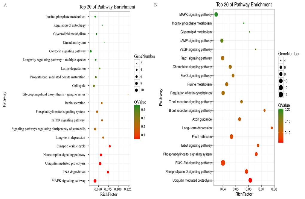 KEGG analysis of profile 0 in the hippocampus and cerebellum. The bubble chart shows enriched differentially expressed genes in signaling pathways. (A) Bubble chart of the top 20 pathways in the hippocampus. (B) Bubble chart of the top 20 pathways in the cerebellum. The Y-axis label represents the pathway and the X-axis label represents the rich factor (rich factor = amount of differentially expressed genes enriched in the pathway/amount of all genes in background gene set). The color and size of the bubble represent enrichment significance and the amount of differentially expressed genes enriched in the pathway, respectively.