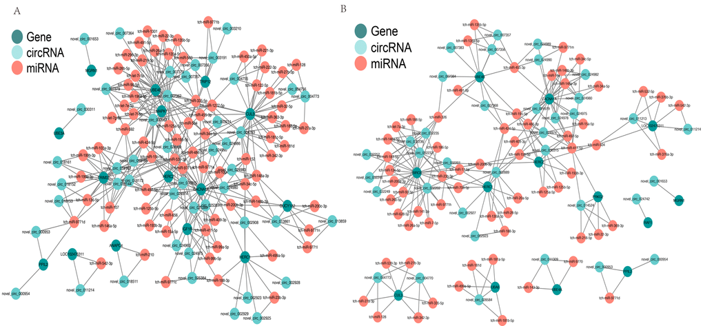 Competing endogenous RNA network based on circRNA–miRNA–mRNA interactions. (A) Network in the cerebellum. (B) Network in the hippocampus. Red circles represent miRNAs. Blackish green circles represent genes. Pink blue circles represent circRNAs.