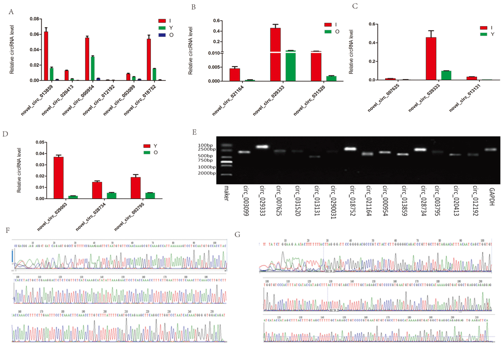 RT-PCR and Sanger sequencing validation of the selected circRNAs. (A) Six circRNAs from the cerebellum were quantified by RT-qPCR analysis. (B–D) Expression level changes for eight circRNAs from the hippocampus using RT-qPCR between I vs O, I vs Y, and Y vs O. (E) RT-qPCR products were visualized using electrophoresis. (F–G) Two representative examples of qPCR products confirmed by Sanger sequencing. F: novel