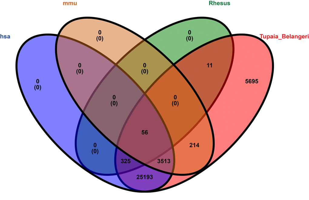 Venn diagram representation showing the homology among four species, i.e., human, mouse, rhesus macaque, and tree shrew. The alignment threshold was e-value BLASTN (Table S8). Rhesus: rhesus macaque, has: human, mmu: mouse, Tupaia