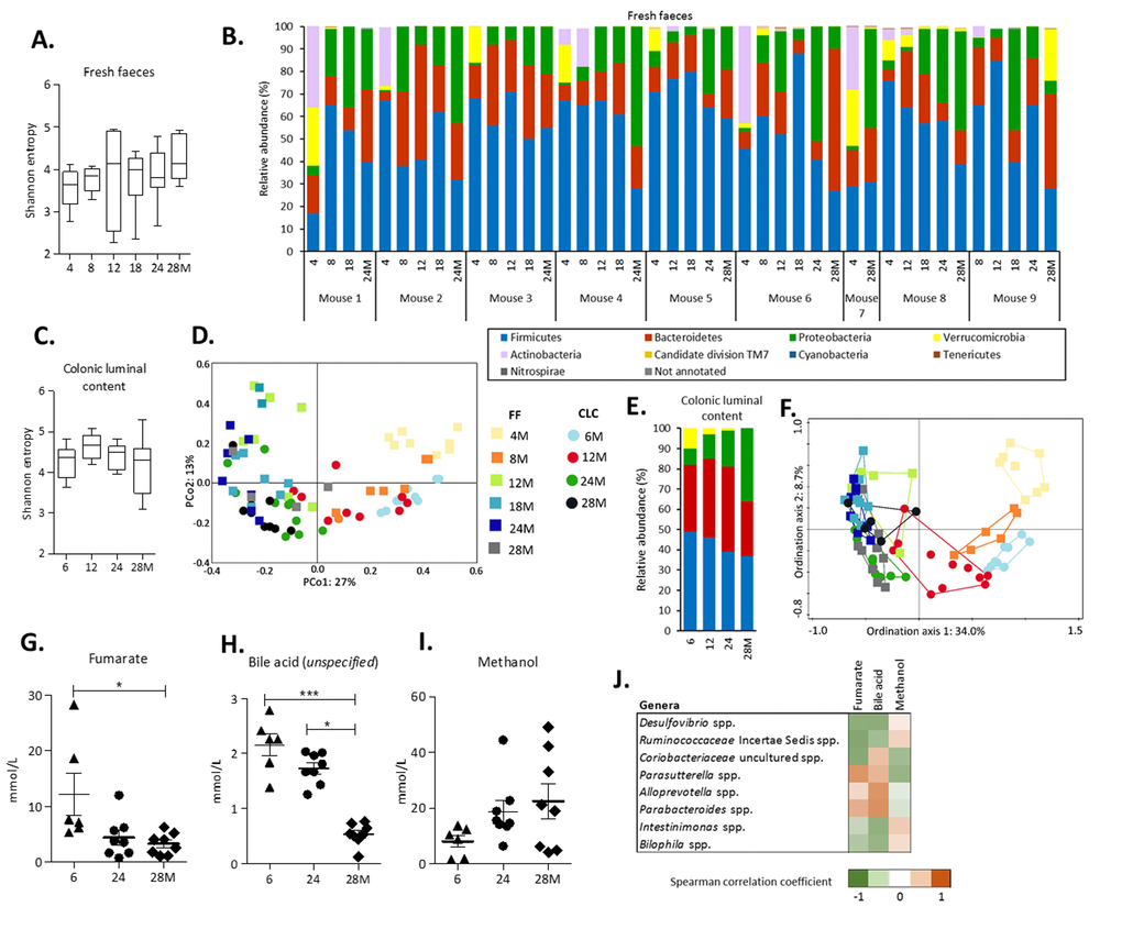 Alterations in gut microbiota composition and metabolites during aging. (A) The alpha-diversity (Shannon entropy) measured by the Shannon entropy in fresh faeces. Boxes extend from the 25th to 75th percentile, line in the middle represents median, and whiskers represent minimum and maximum values. (B) Relative abundance (%) at phylum level in fresh faeces collected longitudinally in a subset of 9 mice. (C) The alpha-diversity (Shannon entropy) measured by the Shannon entropy in colonic luminal content. (D) Principal Coordinate Analysis (PCoA) based on Bray-Curtis distances showing dissimilarities between all individual samples (FF and CLC). (E) The average relative abundance (%) at phylum level in colonic luminal content. Legend corresponds to graph with relative abundance at phylum level in fresh faeces. (F) Redundancy Analysis (RDA) displaying the part of the variation in microbiota composition explained by the age groups and source. Sample plot showing the clustering of the samples. Legend corresponds to PCoA plot. The distance between the ages and sample sources approximates the average dissimilarity of the microbiota composition. The FF analyses were based on a subset of n=9 mice at consecutive ages (4, 8, 12, 18, 24 and 28 months). For the CLC analyses, n=10 mice per age group (6, 12, 24 and 28 months) were included. (G) Levels of fumarate, (H) an unspecified bile acid and (I) methanol detected by 1H-NMR in CLC at 6 months (n=6), 24 months (n=8) and 28 months (n=8) of age. Error bars represent standard error of the mean (S.E.M.). (J) Strongest Spearman correlation coefficients (-0.60.6) for the concentrations of the identified metabolites and the relative abundances of the 50 most abundant genera in colonic luminal content.