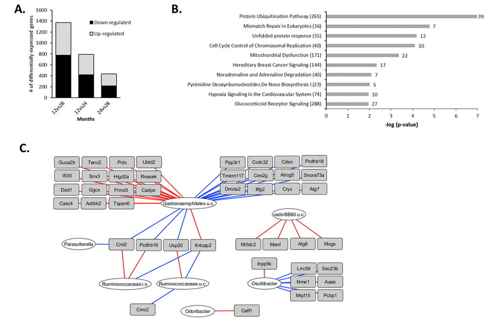 Aging-specific changes in colonic gene expression between 12 and 28 months and integration with colonic microbiota composition. (A) Number of differentially expressed genes between 12vs28, 12vs24 and 24vs28 months (IBMT pB) Top 10 most significant canonical pathways between 12 and 28 months identified by Ingenuity Pathway Analysis (IPA). Numbers behind bars represent the number of differentially expressed genes (IBMT pC) Correlations between colonic microbiota composition and gene expression during aging. The 1371 genes differentially expressed between 12 and 28 months were correlated with the 50 genera with a relative abundance ≥0.1% in at least 1 sample, including the mice aged 12 and 28 months. Relevance network showing the genera (white circles) and genes (grey rectangles) that were correlated (r0.80). Red lines represent positive correlations, blue lines represent negative correlations. For visualization purposes, only the top 25 strongest positive top 25 negative correlations are shown. i.s.=incertae sedis; u.c.: uncultured.