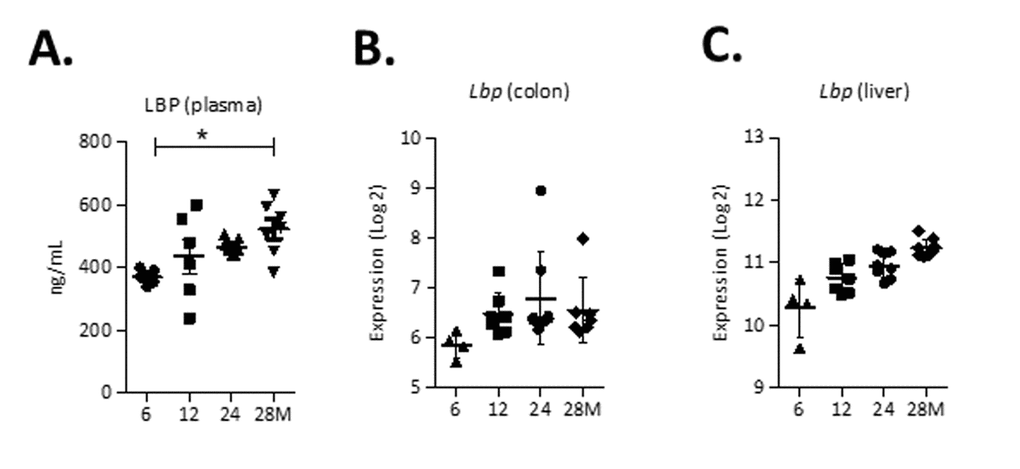 Markers of gut permeability during aging. (A) Concentrations of Lipopolysaccharide-binding protein (LBP) (ng/ml) in plasma. (B) Expression (Log2) of Lbp in the colon and (C) liver. *p
