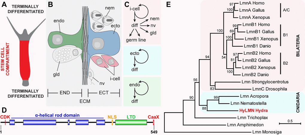 Stem cells in Hydra express a single Lamin protein structurally similar to vertebrate B-type lamins. (A) Stem cells continuously proliferate in the middle body column of Hydra, and undergo terminal differentiation at the upper and lower body column ends. (B) Hydra body is made of ectodermal (ECT) and endodermal (END) epithelial layers, separated by the extracellular matrix (ECM) called mesoglea. (C) Three stem cell lineages are present in Hydra. Interstitial stem cells (i-cell) differentiate (diff) into somatic cells - nematocytes (nem), nerve (nv) and gland (gd) cells, and germline cells. Ectodermal and endodermal lineages represent unipotent stem cells. (D) Single HyLMN protein in Hydra shows typical structural features of nuclear Lamins: N-terminal motif for phosphorylation by cyclin-dependent kinases (CDK, red), alfa-helical rod domain (blue), putative nuclear localization signal (NLS, orange), immunoglobulin-like lamin terminal domain (LTD, green) and a C-terminal CaaX-like motif (CaaX, red). (E) Phylogenetic tree of Lamin homologs clusters HyLMN protein among Lamins from other cnidarians at the basis of Metazoan tree. Maximum-likelihood phylogram rooted using the Lamin-like sequence from a choanoflagellate Monosiga. Numbers at nodes are bootstrap support values calculated by 1000 iterations. See Methods for sequence accession numbers.