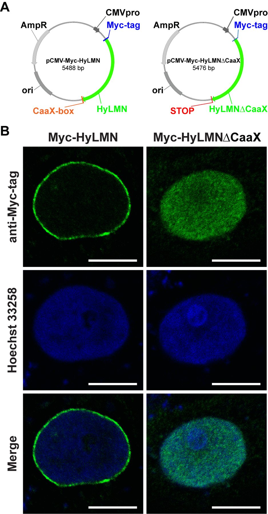 Lamin protein from Hydra is recruited to the nuclear envelope of mammalian cells, if it contains an intact CaaX-box. (A) Maps of two vectors used for the heterologous expression of Hydra HyLMN in COS-7 cells. (B) Transfection of COS-7 cells with a pCMV-Myc-Vector containing full CDS of the hyLMN results in the expression of Myc-tagged HyLMN protein (Myc-HyLMN) localized to the nuclear envelope. If a stop-codon is introduced into the hyLMN CDS resulting in the truncated HyLMN protein lacking the C-terminal CaaX-box (Myc-HyLMNΔCaaX), the protein is not integrated anymore into the nuclear envelope and accumulates in the nucleoplasm.