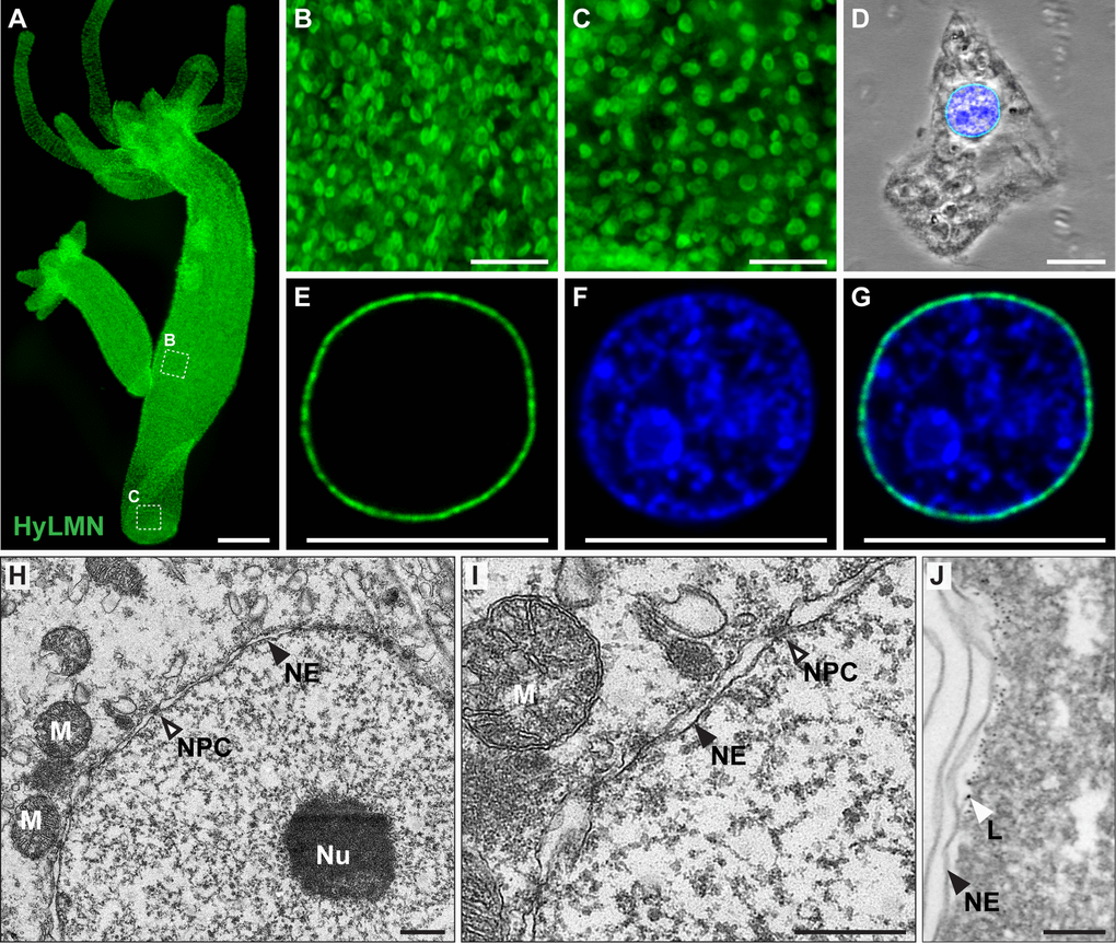 HyLMN protein is present in the nuclei of every Hydra cell and forms a nuclear lamina. (A-C) Immunostaining with anti-HyLMN antibodies reveals HyLMN protein in the nuclei of all cells in the polyp (A), including the stem-cell compartment (B) and the foot, made of differentiated cells (C). (D-G) HyLMN protein forms a thin layer - the lamina, surrounding the chromatin. Immunodetection of Lamin (green), DNA (blue), merged with phase contrast (on D). (H, I) Transmission electron microscopy reveals a typical organization of the nucleus in an epithelial cell of Hydra. Nuclear envelope (NE) consists of two membranes with incorporated nuclear pore complexes (NPC). The chromatin and a conspicuous nucleolus (Nu) are found within the nuclear envelope. Several mitochondria (M) are located close to the outer nuclear membrane. (J) Electron microscopy immunolocalization of the HyLMN protein shows that the lamina (L), labeled by the 6 nm gold particles, lays beneath the inner membrane of the nuclear envelope (NE). Scale bar: 300 μm (A), 50 μm (B-C), 10 μm (D-G), 500 nm (H-I), 100 nm (J).