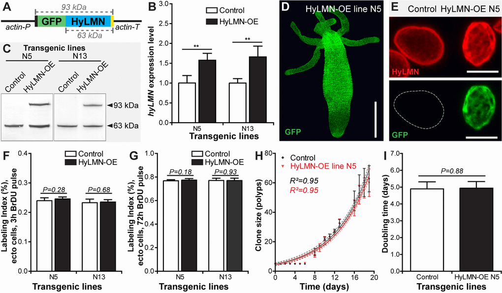 Overexpression of HyLMN does not affect stem cell activity. (A) Genetic construct used for hyLMN overexpression. Actin promotor (actin-P, 1420 bp) drives the expression of the GFP-HyLMN fusion protein (806 a.a., 93 kDa) with an intact C-terminal CaaX box (yellow). Actin terminator (actin-T, 701 bp) flanks the sequence. (B) hyLMN mRNA expression levels in two ectodermal HyLMN-OE lines (N5 and N13) and respective controls, analyzed by qRT-PCR (n=6, mean±S.D.). Asterisks indicate significant changes in expression levels (Mann-Whitney test); P values: N5 line = 0.002, N13 line = 0.002. (C) Western-Blot with anti-HyLMN antibodies confirms expression of the fusion protein GFP-HyLMN (93 kDa) along with the endogeneous HyLMN (63 kDa) in two transgenic lines. In control lines, only endogenous HyLMN is detected. (D) A polyp overexpressing GFP-HyLMN in all ectodermal cells, stained with anti-GFP antibodies. Scale bar: 500 μm.(E) Overexpression of HyLMN results in an uneven distribution of the protein in the nuclear lamina, evidenced by the immunostaining with anti-HyLMN and anti-GFP antibodies. Scale bar: 10 μm.(F) BrdU-labeling index of the ectodermal epithelial cells in HyLMN-OE (N5 and N13 lines) and control polyps after 3 h exposure to BrdU (N5 n=10, N13 n=13, 513.6±51.3 cells per replicate, mean±S.D.). (G) BrdU-labeling index of ectodermal epithelial cells in HyLMN-OE (N5 and N13 lines) and control polyps after 72 h exposure to BrdU (N5 n=15, N13 n=15, 514.9±20.4 cells per replicate, mean±S.D.). (H) Growth curves for the HyLMN-OE line N5 and control polyps (n=4 replicates, each five polyps on day 0; mean±S.D., linear regression lines with 95% CI corridors and goodness of fit R2). (I) Population doubling time (mean±95% CI) for HyLMN-OE line N5 and control polyps derived from the plot on H.