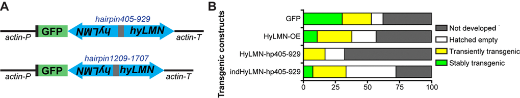 Constitutive knock-down of hyLMN is lethal. (A) Two shRNA constructs used for constitutive knock-down of hyLMN - hairpin405-929 and hairpin1209-1707. Both were driven by the actin promotor (actin-P) and flanked by actin terminator (actin-T) sequences and contained a reporter GFP sequence. (B) Embryos injected with the constitutive HyLMN hairpin construct (HyLMN-hp405-929, n=163) showed dramatically lower transgenesis efficiency compared to the embryos injected with a control construct based on the same vector lacking the hairpin cassette (GFP: n=66) or to the embryos injected with the HyLMN overexpression construct (HyLMN-OE: n=37). Efficiency of the transgenesis with the same hairpin in the inducible vector backbone (indHyLMN-hp405-929, n=54) was restored.