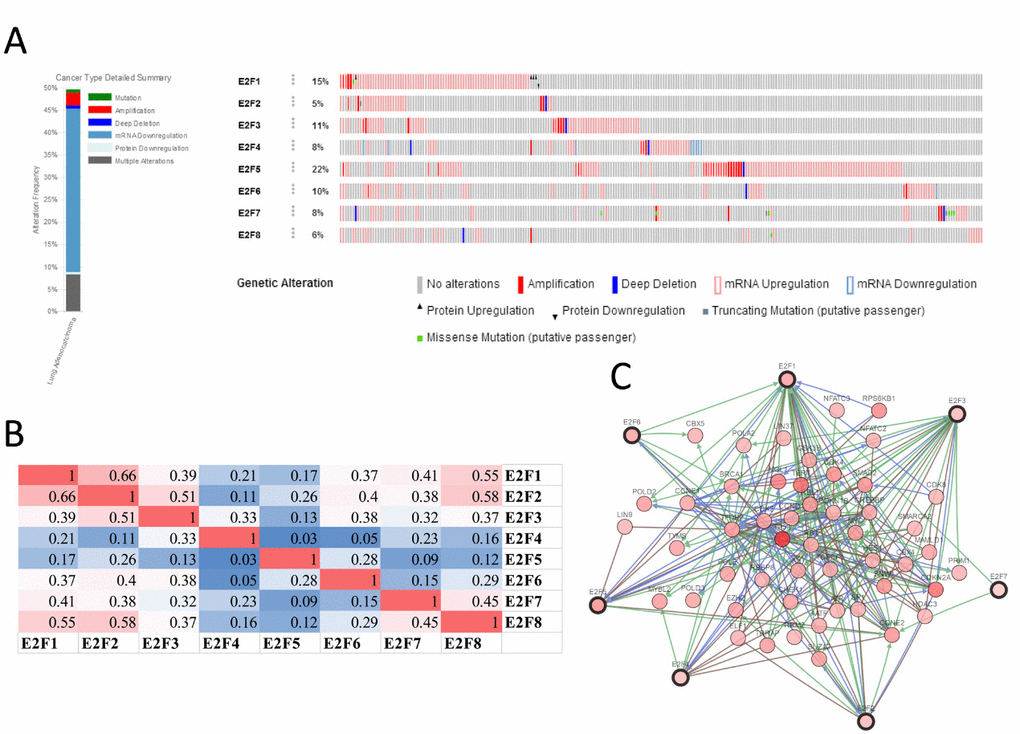 E2F genes expression and mutation analysis in lung adenocarcinoma (cBioPortal).