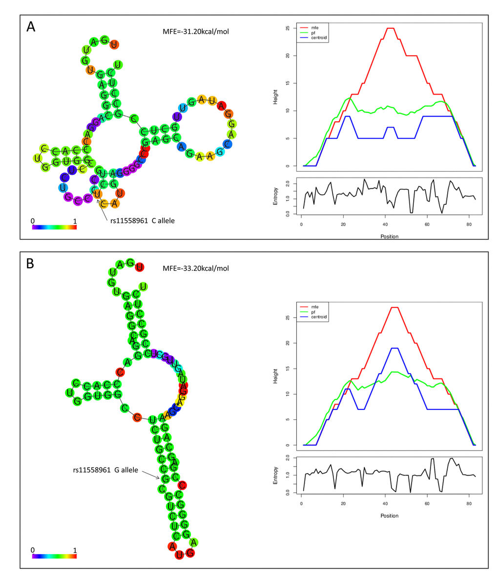 rs11558961 affected secondary structure of GFAP mRNA. In silico prediction of rs11558961 impact on RNA folding structures. The structures and Mountain plots for free energy or entropy corresponding to rs11558961C (A) or G allele (B). With G allele, there was an emerging miR-139 binding site exposed.