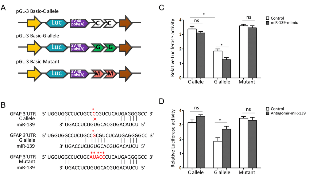 SNP rs11558961 affects luciferase activities in U251 cells. (A) The schematic diagrams of reporter plasmids construct. It shows the luciferase reporters carrying two copies of rs11558961-C allele, G allele or mutant sequence at the 3'UTR of luciferase gene. (B) This plot represents the theoretical miRNA-mRNA duplex pairing between miR-139 and GFAP 3′UTR with C, G allele or mutant. The C, G alleles and mutant are highlighted with asterisks (*). (C, D) Relative luciferase activities (vs. Renila luciferase) were measured in U251 cells transfected with C allele, G allele or mutant construct. Cells in different groups were treated with control miR, miR-139 mimic or antagomir-miR-139. Six replicates for each group and the experiment were repeated three times. *P