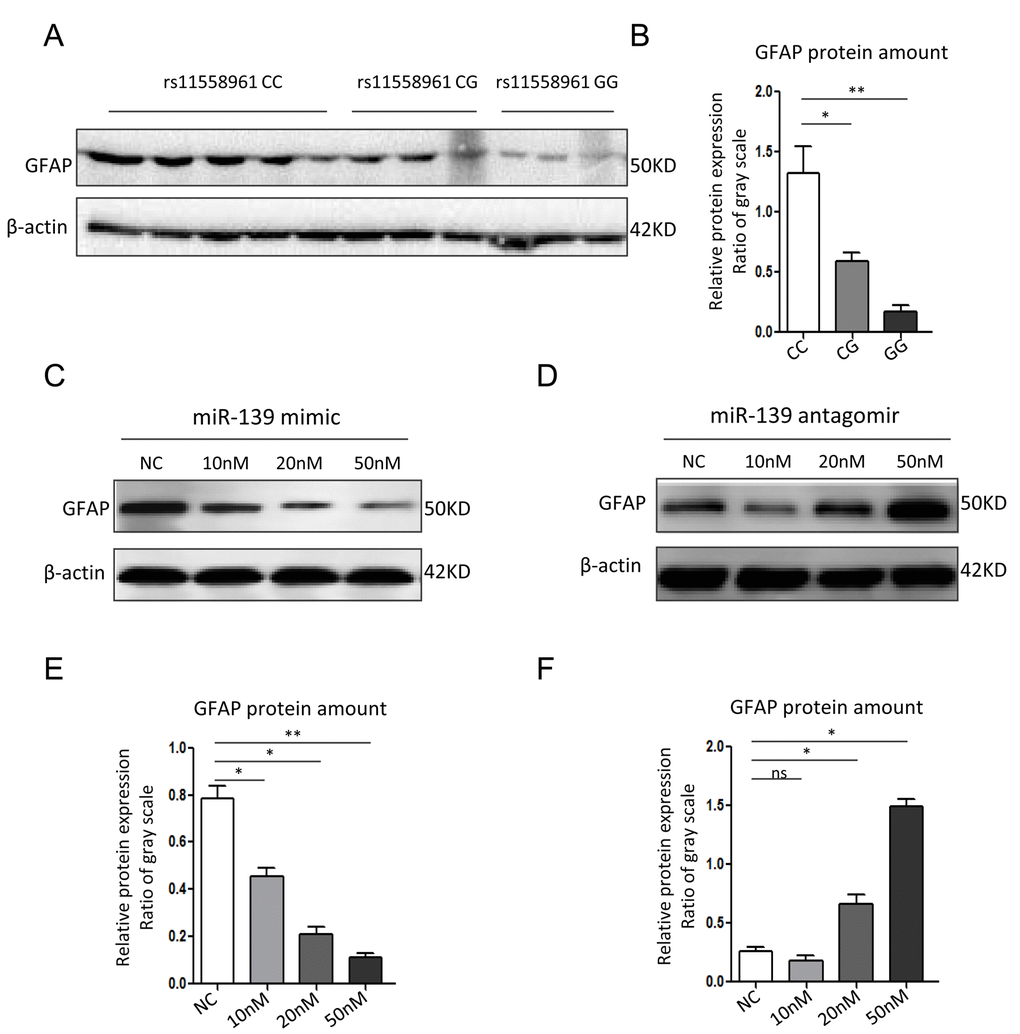 miR-139 inhibited GFAP expression in U251 cells. (A, B) Western blot analysis for GFAP expression in GBM tissues from patients with different genotypes (A) and corresponding quantitative analysis (B). (C, D) Western blot assay of GFAP in U251 cells transfected with miR-139 mimic or antagomir-miR-139 in different doses. (E, F) Gray scale quantification of the GFAP protein expression levels. Each experiment was repeated three times. *PP