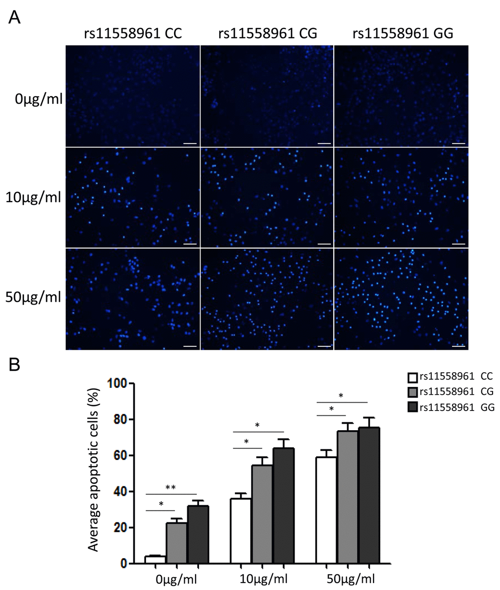 rs11558961 C>G variant reduced chemoresistance and increased imatinib-induced apoptosis of GBM primary cells. (A) The apoptosis status of cells carrying different genotypes were examined under a fluorescence microscope after Hoechst 33258 staining. (B) Quantification analysis by Image J software. All experiments were performed in triplicate. Data was presented as mean ±SD. Scale Bar = 100μm. *PP