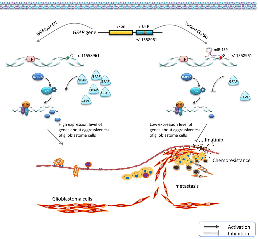 Schematic diagram for the potential functions of rs11558961 in GFAP expression and progression of GBM. rs11558961 variant G allele might decrease GFAP expression via forming a miR-139 binding site, and further suppress the metastasis and chemoresistance of GBM cells.