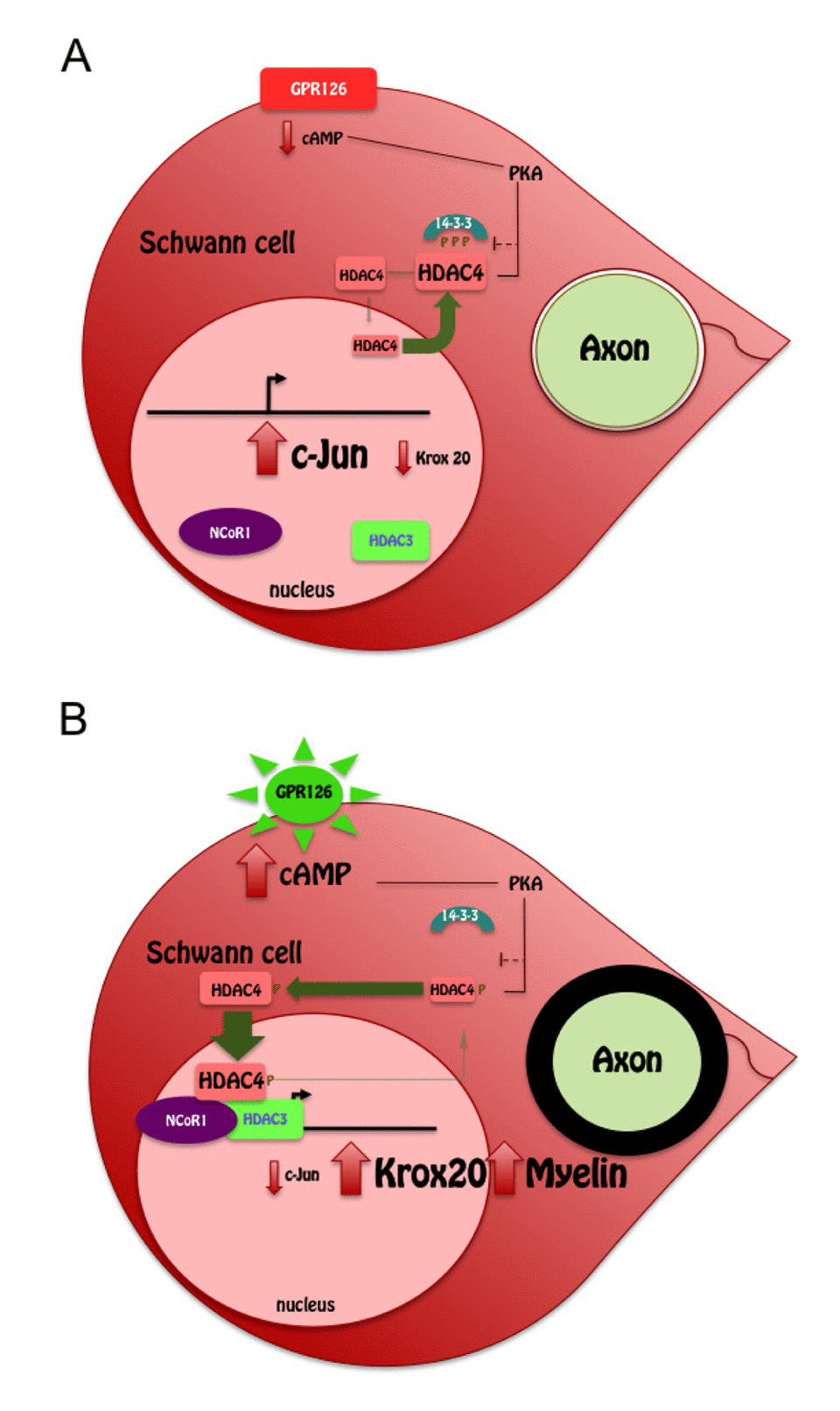 (A) At low cAMP concentrations, 14-3-3 sequesters HDAC4 in the cytosol allowing c-Jun expression (B). Gpr126 activation raises intracellular cAMP levels activating PKA. This shuttles HDAC4 into the nucleus, where it binds to the promoter of c-Jun recruiting the NCoR1/HDAC3 complex to block c-Jun expression. Then Krox20 expression drives myelin development.