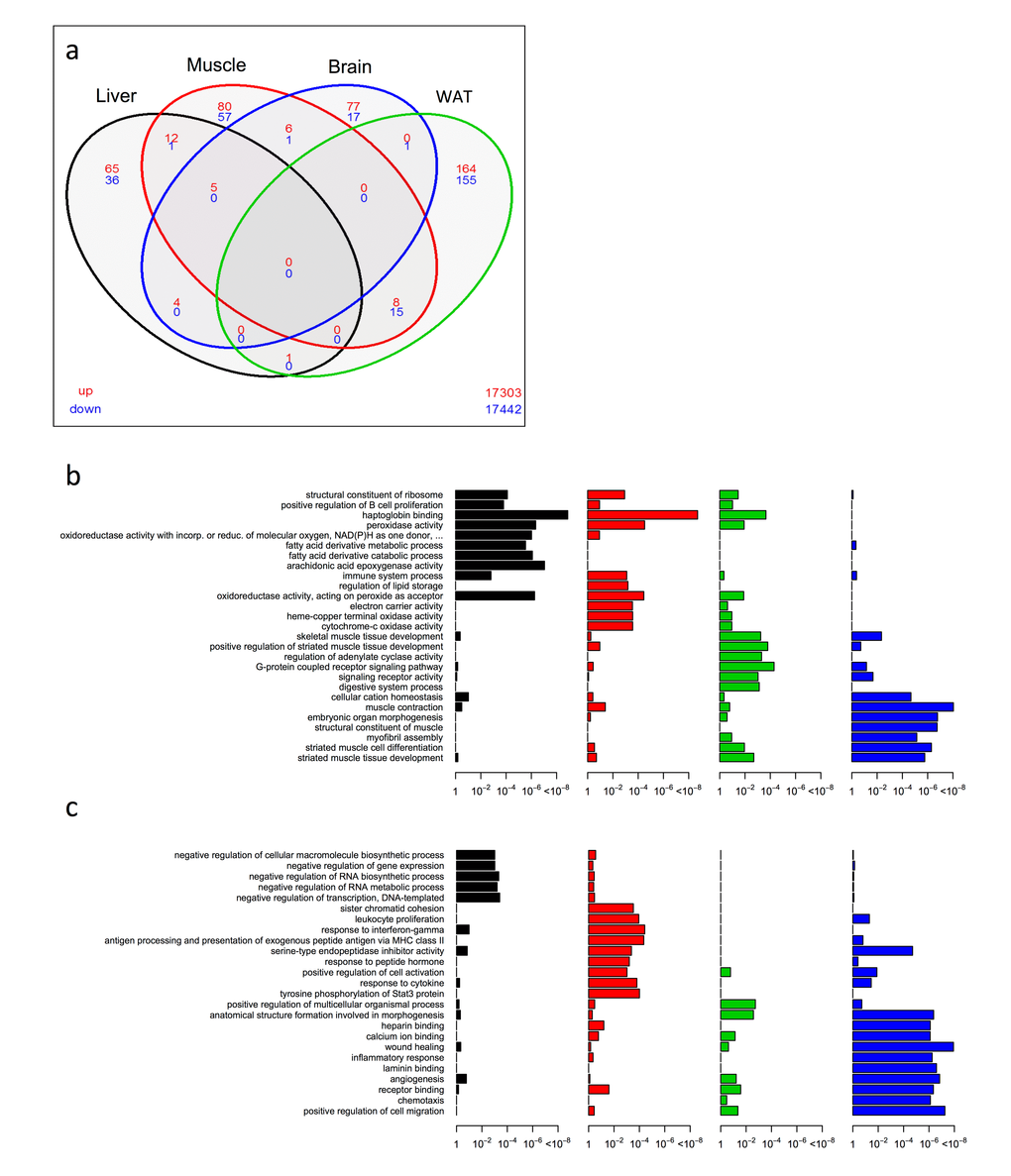 Shared and distinct gene expression profile among four tissues in KOAL mice. (a) Venn diagram of similar expressed genes across liver, skeletal muscle, brain and WAT tissue in KOAL mice. Significantly up-regulated genes are shown in red and significantly down-regulated genes are shown in blue. Common genes that are significantly up- or down-regulated are found in overlapping ovals. The numbers in the bottom far right denotes the number of genes expressed but not significantly up-regulated (red) or down-regulated (blue). (b) Up-regulated gene ontology (GO) terms in liver, skeletal muscle, brain and WAT of KOAL mice versus WTAL mice. (c) Down-regulated GO terms in liver, skeletal muscle, brain and WAT of KOAL mice.