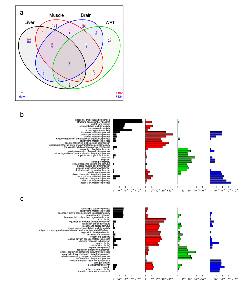 Shared and distinct gene expression profile among four tissues in WTDR mice. (a) Venn diagram of similar expressed genes across liver, skeletal muscle, brain and WAT tissue in KOAL mice. Significantly up-regulated genes are shown in red and significantly down-regulated genes are shown in blue. Common genes that are significantly up- or down-regulated are found in overlapping ovals. The numbers in the bottom far right denotes the number of genes expressed but not significantly up-regulated (red) or down-regulated (blue). (b) Up-regulated gene ontology (GO) terms in liver, skeletal muscle, brain and WAT of KOAL mice. (c) Down-regulated GO terms in liver, skeletal muscle, brain and WAT of KOAL mice.