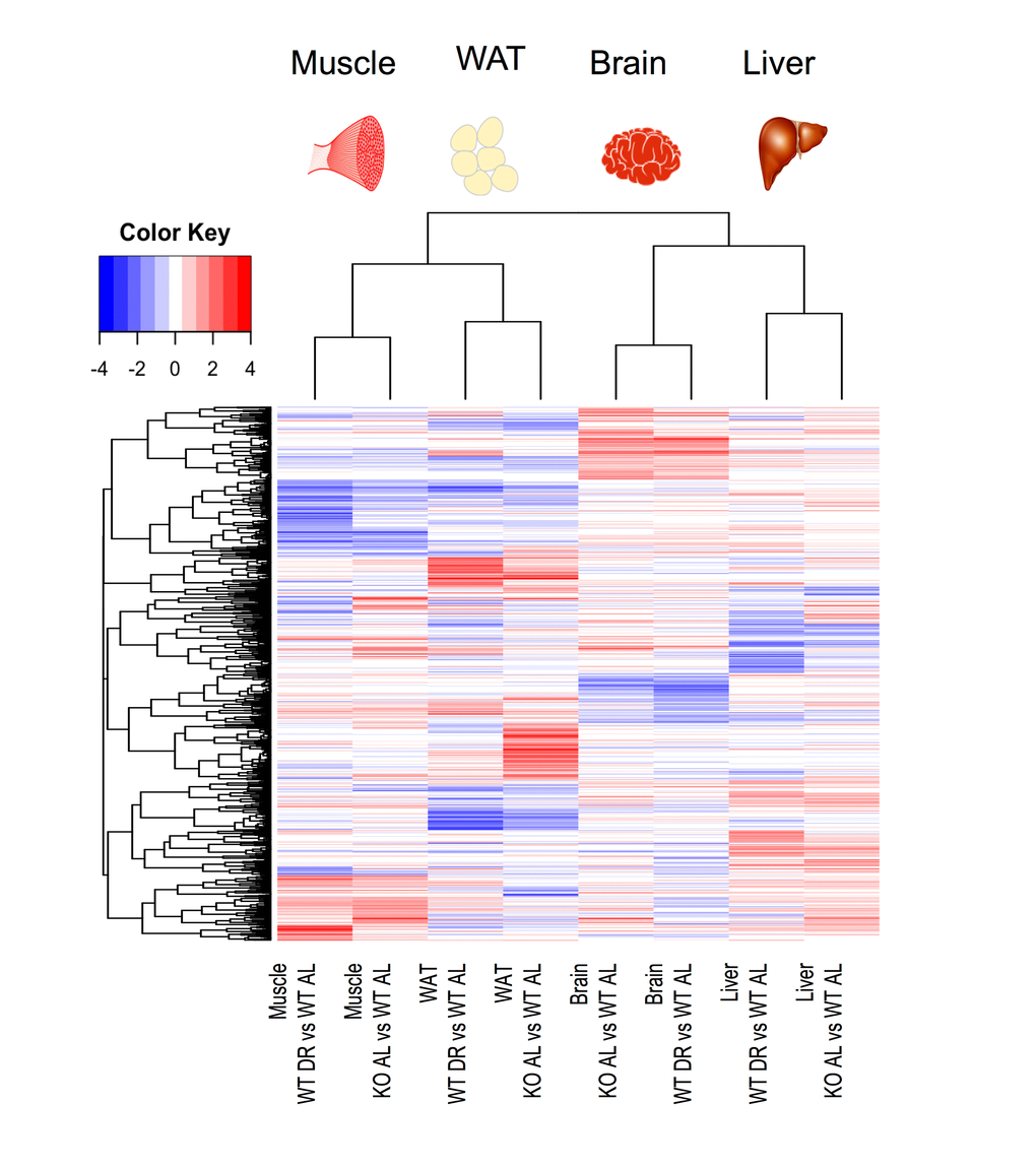 Heat map of significantly differentially expressed genes in liver, skeletal muscle, brain and WAT from either KOAL or WTDR mice compared to WTAL. A total of 1172 genes were significantly differentially expressed. Red represents up-regulated genes and blue represents down-regulated genes.