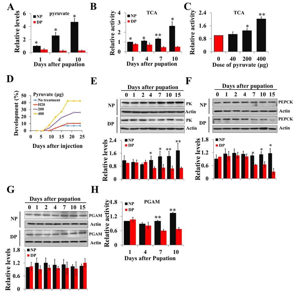Changes of pyruvate content, TCA activity, and expression patterns of PK, PEPCK, and PGAM during developmental pupal brain. (A) Changes of pyruvate levels in brains of diapause- and nondiapause-destined pupae. (B) Changes of TCA cycle activity in brains of diapause- and nondiapause-destined pupae. (C) Changes in TCA cycle activity by injection of pyruvate. Day-1 diapause-destined pupae were injected with pyruvate and pupal brains were dissected 48 h after injection. Proteins from pupal were extracted and TCA activity was measured and normalized against total protein levels. (D) Termination of pupal diapause in response to pyruvate injection. Day-1 diapause-destined pupae were injected with pyruvate. No treatment, n=58; H2O, n=58; 200 μg, n=54; 400 μg, n=52. Pupae development was determined by examining the location of the pupal stemmata. Developmental expression of PK (E), PEPCK (F), and PGAM (G) by western blotting. Proteins from pupal brains were extracted and detected with corresponding antibodies. The bands were quantified using Image software (ImageJ) and normalized to the levels of H. armigera actin (5 μg). (H) PGAM activity in pupal brains. Enzyme activity was measured and normalized against total protein levels. DP, diapause-destined pupae; NP, nondiapause-destined pupae. Each point represents the means±S.D. of three independent replicates. *, p
