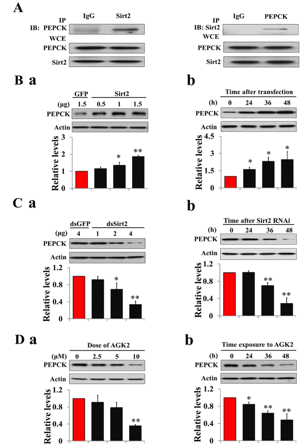Sirt2 interacts with and stabilizes PEPCK levels. (A) Sirt2 directly binds to PEPCK. HzAm1 cells were co-transfected with GFP-Sirt2 and GFP-PEPCK-V5 plasmids for 48 h, and the cell extracts were immunoprecipitated (IP) with anti-V5 or anti-Sirt2 antibody, followed by immunoblotting (IB) with anti-Sirt2 or anti-V5 antibody, respectively. WCE: whole cell extracts. (B) Sirt2 transfection increases endogenous PEPCK protein levels in vitro. (a) Dose-dependent response to Sirt2 overexpression. HzAm1 cells were transfected with GFP-Sirt2 or GFP-V5 plasmid for 48 h. (b) Time-dependent response to Sirt2 transfection. HzAm1 cells were transfected with 1.5 μg of recombinant Sirt2 plasmid. (C) Sirt2 knockdown decreases endogenous PEPCK protein levels in vitro. (a) Dose-dependent response to Sirt2 RNAi. HzAm cells were transfected with Sirt2 or GFP dsRNA for 48 h. (b) Time-dependent response to RNAi. HzAm1 cells were transfected with 4 μg Sirt2 dsRNA. (D) Effects of Sirt2 inhibitor AGK2 on PEPCK protein levels. (a) Dose-dependent response to AGK2 treatment. HzAm1 cells were cultured with AGK2 for 48 h. (b) Time-dependent response to AGK2 treatment. HzAm cells were cultured with 10 μM AGK2. Proteins were extracted from the cells for IB with anti-PEPCK antibody. Protein bands were quantified using ImageJ software and normalized to the levels of H. armigera actin (5 μg). Each point represents the means±S.D. of three independent replicates. *, p
