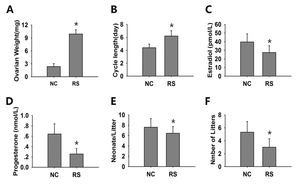 The evaluation of ovarian endocrine and reproductive function. (A) The ovarian weight of the RS group mice increased significantly compared with the NC group mice. (B) The estrous cycles of the RS mice were obviously prolonged. The concentrations of estradiol (C) and progesterone (D) were determined in duplicate using an EIA kit. The mean litter size (E) and the mean number of litters (F) were analyzed during a 6-month course of breeding. The RS mice displayed lower levels of hormones and reduced litter sizes and numbers compared to the NC group. Data presented are the mean ± SEM. * P