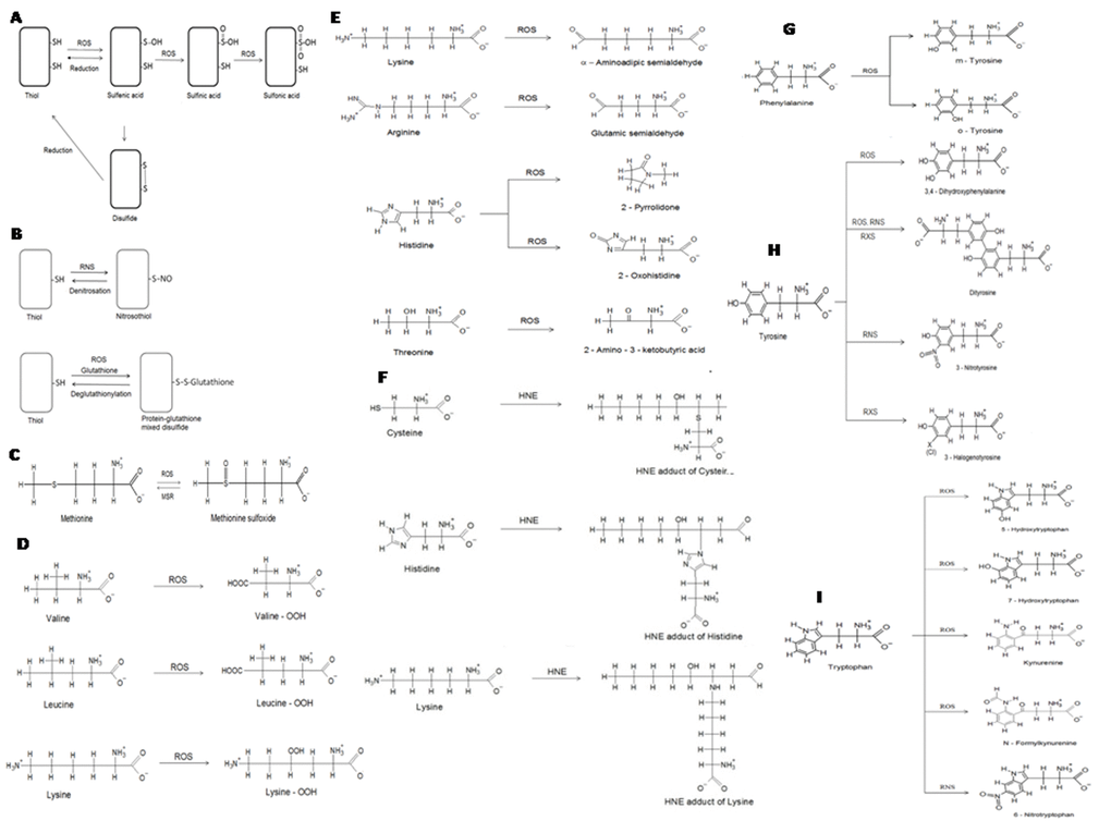 Selected non-enzymatic protein modifications. (A) oxidation of cysteine residues in proteins. Cysteine residues may be oxidized to sulfenic, sulfinic and sulfonic derivatives or form disulfide bonds. Oxidation to sulfenic acid and formation of disulfides is reversible; (B) modifications of cysteine residues in proteins: formation of nitrosocysteine and S-glutathionylation; (C) oxidation of methionine forms methionine sulfoxide, which may be reduced back to methionine by methionine sulfoxide reductases (MSR); (D) formation of hydroperoxides of valine, lysine and leucine; (E) formation of carbonyl derivatives of lysine, arginine, His and threonine; (F) formation of 4-hydroxynonenal adducts of cysteine, His and lysine; (G) oxidative modifications of phenylalanine; (H) modifications of tyrosine; (I) modifications of tryptophan.