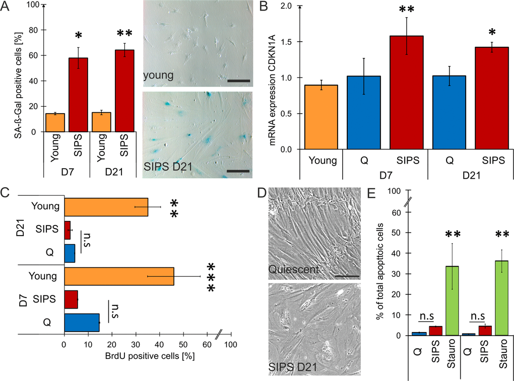 Stress-induced premature senescent (SIPS) fibroblasts mirror hallmarks of cellular senescence. (A) Quantification of SA-ß-Gal staining shows a significant increase of ß-Gal in SIPS HDF compared to young proliferating cells at both time points post stress treatment. Representative pictures show SA-ß-Gal staining of donor HDF161 in SIPS on D21 (bottom) compared to young proliferating control (top - HDF161 in population doublings PD15). 15 pictures were taken randomly at a magnification of 100 X and counting was performed in a blinded fashion. Scale bar = 200 µm. Percentages of SA-ß-Gal positive cells from all pictures were calculated. (B) Expression of CDKN1A confirms senescence of SIPS HDF at both time points. mRNA expression levels of CDKN1A (p21) were detected by qPCR. After normalization to GAPDH, fold changes of SIPS HDF relative to quiescent (Q) control cells from D7 were calculated. (C) SIPS treatment induces permanent cell cycle arrest. Incubation with the nucleoside derivate BrdU for 24 hours followed by FITC immunolabelling for flow cytometry shows no significant incorporation of BrdU into the DNA of Q and SIPS samples compared to young dividing HDF at both time points. (D) SIPS cells show flattened and enlarged morphology. Representative pictures from donor HDF161 Q and SIPS on D21 post H2O2 treatment. Scale bar = 200 µm. (E) Repeated H2O2 treatment does not induce apoptosis. SIPS and Q control cells do not show a substantial increase in percentage (%) of total apoptotic cells at both time points compared to a positive-control (+), treated with 300 nM staurosporin for 24 hours. (A-E) Stress-induced premature senescence (SIPS) of primary human dermal fibroblasts (HDF) derived from three different donors was triggered by chronic H2O2 treatment on nine consecutive days. Hallmarks of cellular senescence were confirmed after seven (D7) and 21 days (D21) post last stress treatment. Averages from three biological triplicates are shown +/- SEM from raw values (n = 3). Statistical analysis was performed using 2-way RM ANOVA tested for condition and day following Bonferroni post test. n.s ≥ 0.05; *p 