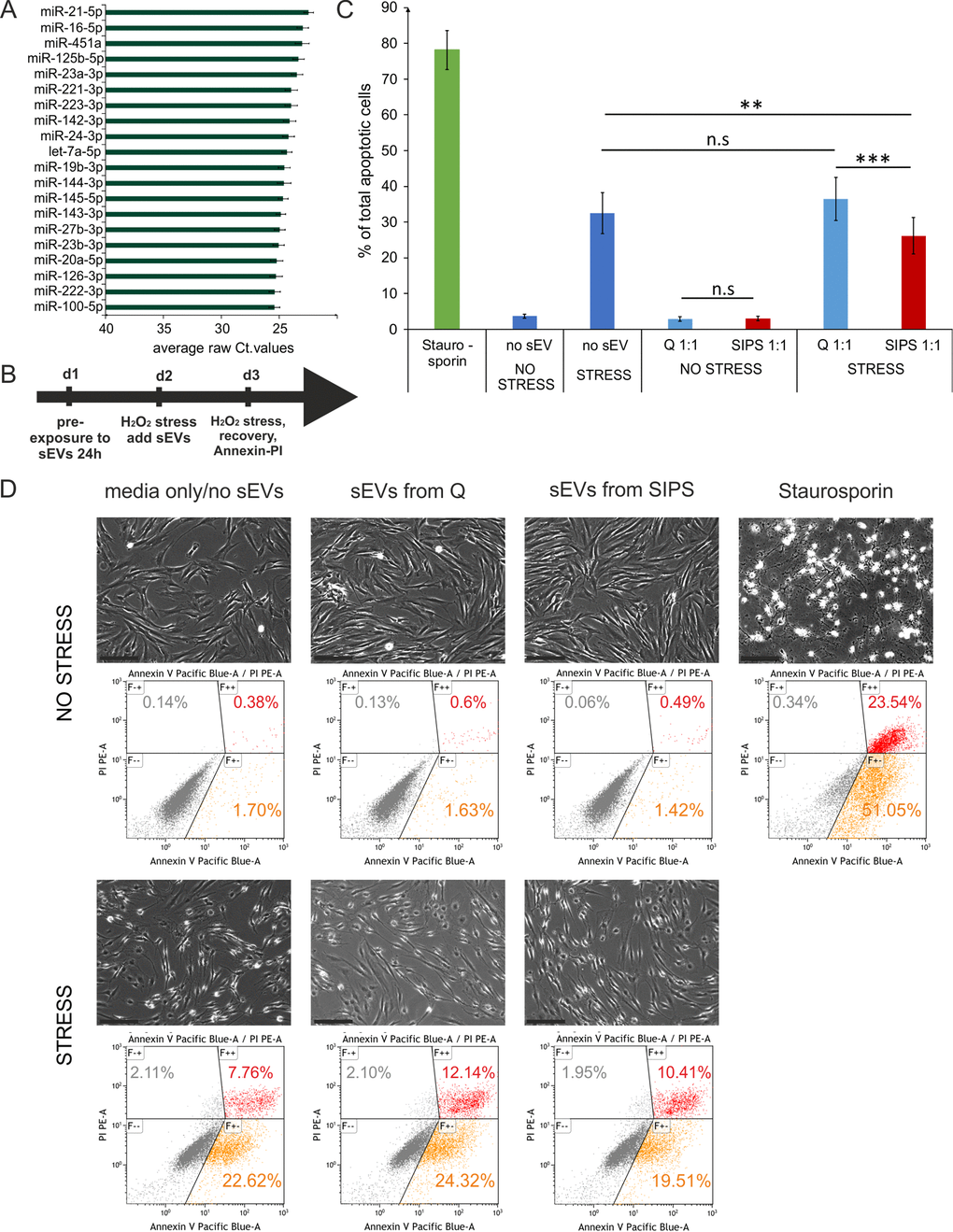 Senescent cell derived sEVs confer anti-apoptotic activity. (A) Barchart of the top 20 most highly secreted sEV-miRNAs. To cell count normalized Ct-values from Q and SIPS from two time points were averaged and are plotted +/- SEM derived from all 12 samples. (B) Experimental setup to test the biological effect of the EV-SASP. Recipient fibroblasts were pre-exposed to sEVs for 24 hours followed by an acute stress treatment for 2 hours with 200 µM H2O2 and fresh sEVS were added. On the next day a second stress treatment with 400 µM for 2 hours was performed followed by a recovery time of 3 hours. Annexin-V-PI staining and flow cytometric measurement was used to determine % total number of apoptotic cells. (C) The EV-SASP reduces the amount of apoptotic cells of oxidatively stressed recipient cells. sEVs of SIPS and Q control cells of three different donors between 2 to 4 weeks of recovery post SIPS treatment were freshly harvested and applied before and after acute stress treatments. Human primary dermal (n = 3) and foreskin fibroblasts (n = 3) were used as recipient cells. Averages from 6 independent experiments +/- SEM are shown. Statistical analysis (n = 6) using 2-way RM ANOVA identified the factor 'EV/no EV' as a significant subject (p = 0.014) and the factor 'no stress/stress' as a significant factor (p = 0.00014). Groups were compared by Bonferroni post test, n.s ≥ 0.05; **p D) Representative pictures of recipient fibroblasts of all conditions tested prior Annexin-V-PI staining. Representative flow cytometric data are shown. Scale bar = 200 µm.