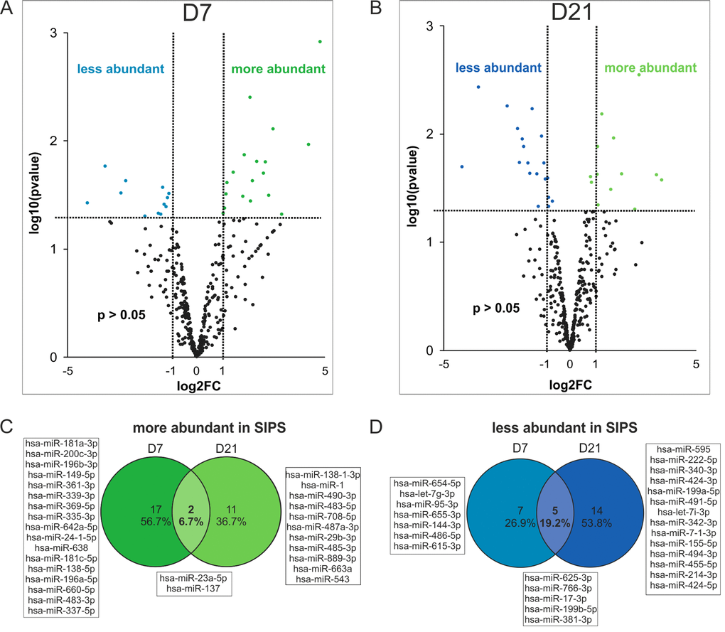 Changes in miRNA composition of senescent cell derived sEVs. (A) Volcano plot shows 31 significantly differently present senescence-associated (SA) sEV-miRNAs after normalization to the global means at D7 and (B) 32 SA sEV-miRNAs at D21 after the last H2O2 treatment. (C) Venn diagram shows miRNAs more abundantly present in sEVs of SIPS cells. (D) Venn diagram shows miRNAs less abundant in sEVs of SIPS cells. (A-B) Raw Ct-values from each sample were normalized to the respective global mean. Log2FC of SIPS relative to Q control cells were calculated. Values from D7 (panel A) and D21 (panel B) recovery are plotted on x-axis against their individual -log10(p-value) on y-axis. Horizontal dotted lines indicate a separation between miRNAs passing a p-value higher or lower than 0.05. Vertical dotted lines separate secreted miRNAs with log2FC > 1 or log2FC  0.05 are shown in black. None reached the 0.05 cut-off value for the FDR of an adjusted p-values. Analysis was performed using three different HDF cell strains (n = 3) each Q and SIPS from two different time points (D7 and D21). (C-D) Log2FC was calculated and significantly regulated (p-value 