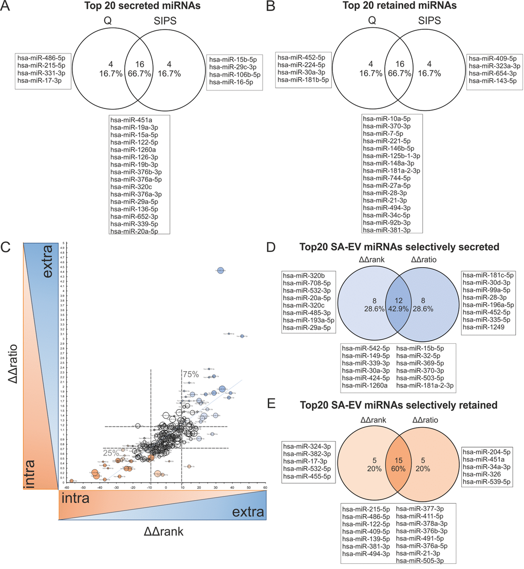 Correlation of intracellular and sEV-miRNAs identifies specifically secreted versus retained miRNAs in cellular senescence. (A) Venn diagram of top 20 secreted miRNAs (positive values) from HDF, calculated by Δrank = rankintra – rankextra from Q and SIPS separately. (B) Venn diagram of top 20 retained (negative values) miRNAs in HDF, calculated by Δrank = rankintra – rankextra from Q and SIPS separately. (C) Selectively senescence-associated secreted (high values) or retained (low values) miRNAs are identified. ΔΔrank and ΔΔratio were correlated and specifically secreted (high values of ΔΔrank and ΔΔratio) or retained (low values of ΔΔrank and ΔΔratio) senescence-associated miRNAs were identified. Spearman correlation R = 0.81 with a 95% confidence interval 0.76 to 0.85 P value (two-tailed) D) Venn diagram of the top 20 specifically secreted senescence-associated sEV-miRNAs. MiRNAs are identified by comparing the top 20 of ΔΔrank and ΔΔratio method. (E) Venn diagram of top 20 specifically retained senescence-associated miRNAs. MiRNAs are identified by comparing the top 20 of ΔΔrank and ΔΔratio method. (F) (A-E) Correlation was performed with 228 miRNAs identified intracellularly (small RNA-NGS) as well as in sEVs (qPCR panels) in samples derived from three different HDF cell strains (n = 3) each Q and SIPS from two different time points (D7 and D21).