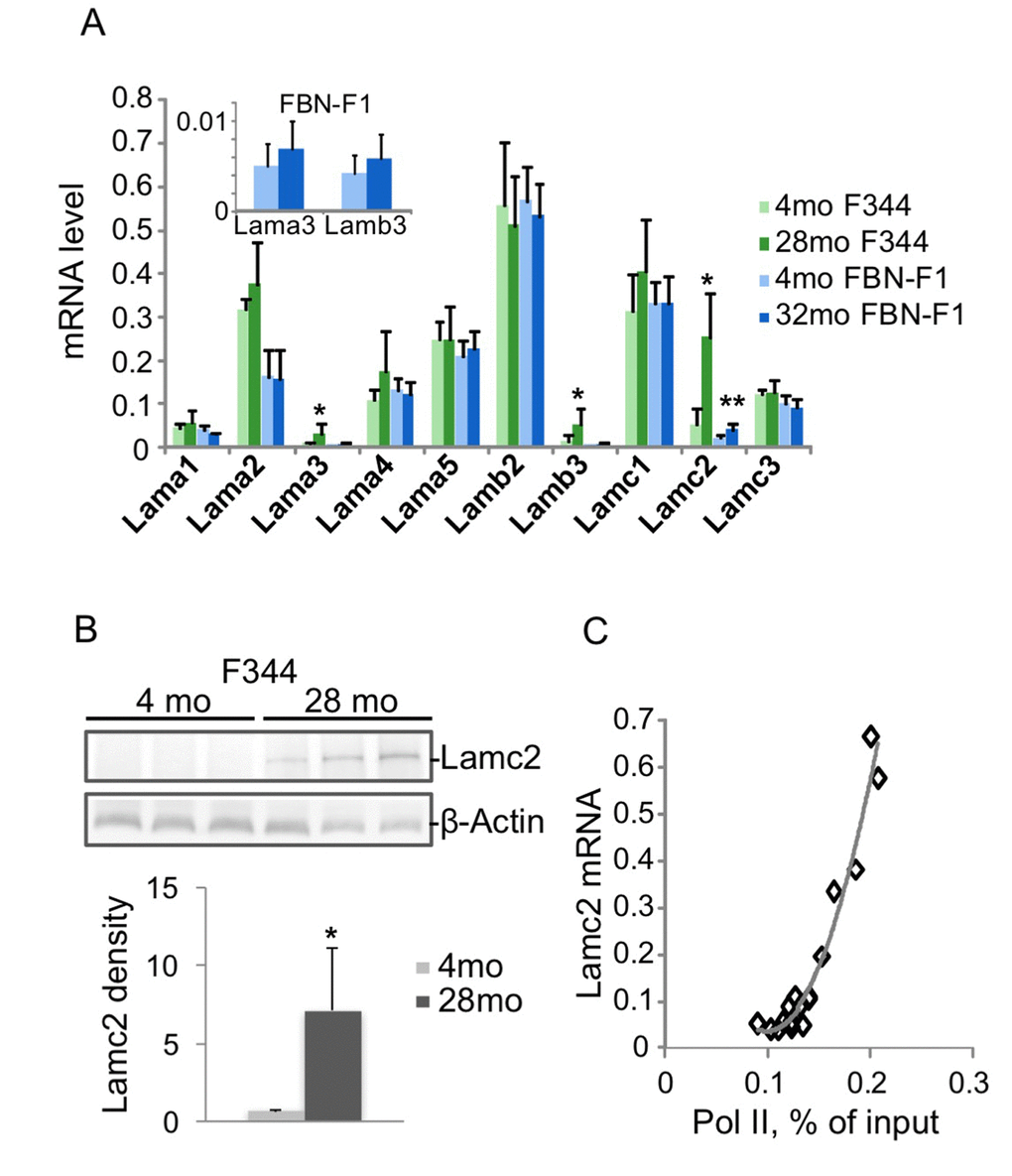 Changes in laminin gene expression associated with aging in rat kidneys. RNA was extracted from kidney fragments of 4 and 28 months old (mo) F344, and 4 and 32 mo FBN-F1 animals. Equal amounts of each RNA preparation were reverse transcribed and analyzed by qPCR with primers to laminin genes. Transcript levels were normalized to Gapdh mRNA. (A) Laminin mRNA levels were averaged per age group. Bars represent mean +SD, n=6 per age group. Inset, Lama3 and b3 mRNA levels in FBN-F1 animals shown at different scale. *pB) Western blot analysis of Lamc2 levels in kidney extracts. β-Actin antibodies were used as a control. Densitometry analysis of blots is shown in the graph below as Lamc2/β-actin band ratio, mean +SD. (C) Pol II levels at Lamc2 gene were examined by ChIP assay with primers to the promoter of Lamc2 gene (-200 bp). Pol II density, expressed as a percent of input, is plotted against Lamc2 mRNA level. All age groups are shown.