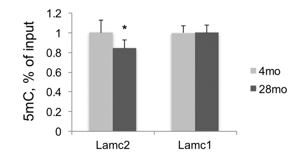 DNA methylation analysis of Lamc2 and Lamc1 promoters. MeDIP was done in DNA samples purified from F344 young and old kidneys. Shown normalized (to 4mo) mean values +SD, n=6 per age group, *p