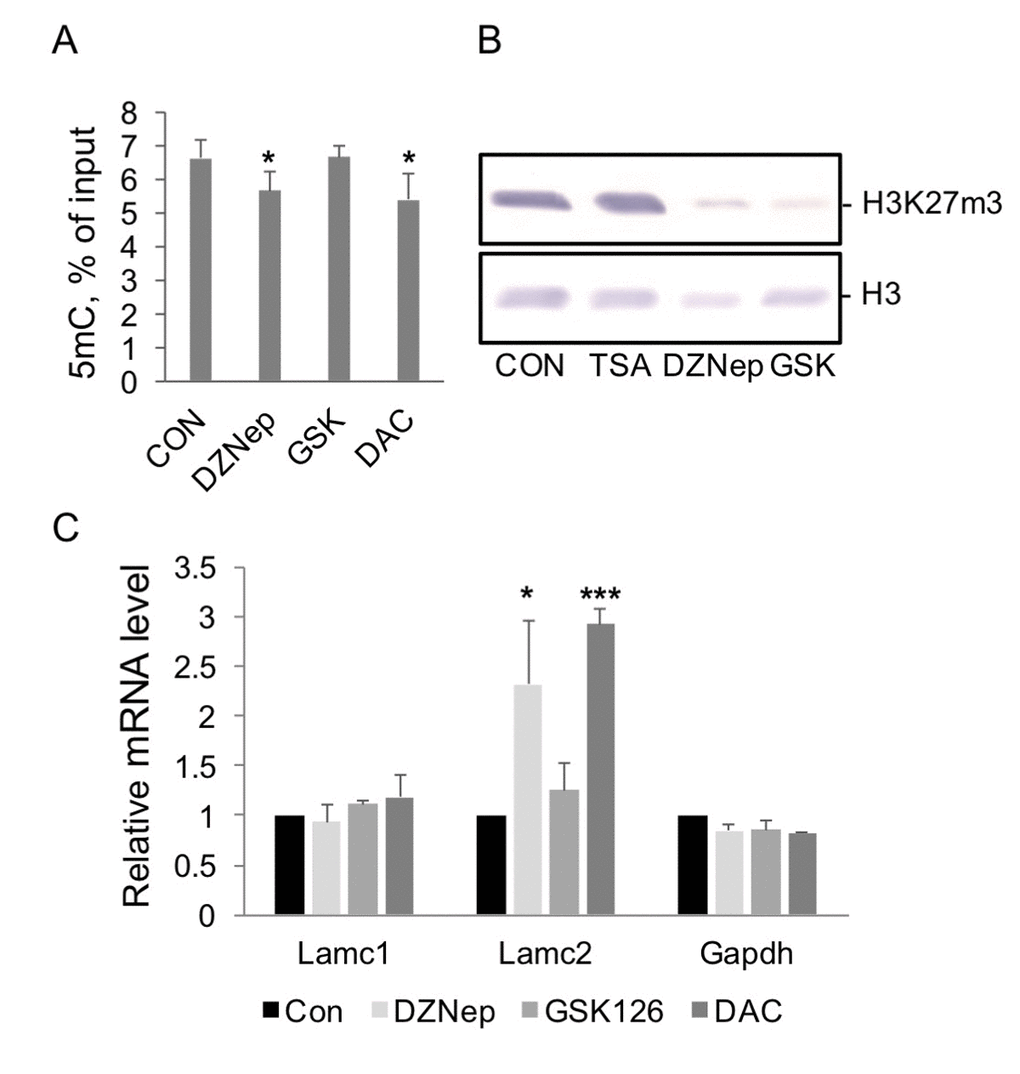 The effect of histone modification and DNA methylation enzyme inhibitors on levels of corresponding modifications and gene transcription in HEK293 cells. (A) MeDIP analysis of 5mC levels at Lamc2 gene promoter in DNA purified from cells treated with DZNep (5µM), GSK126 (2.5 µM), or DAC (5µM) for 48 hrs. Mean +SD, n=2 independent experiments, *pB) Western blot analysis. Cells were treated with corresponding inhibitors for 48 hrs, and histones were extracted from nuclear pellets. Results of representative Western blot analysis with antibodies to H3K27m3, upper panel, and to histone H3, lower panel, are shown. (C) RT PCR analysis of Lamc2 and control mRNA levels in control cells (CON) and cells treated with DZNep (5µM), GSK126 (2.5 µM), or DAC (5µM) for 48 hrs. Mean +SD, n=4 independent experiments, *p