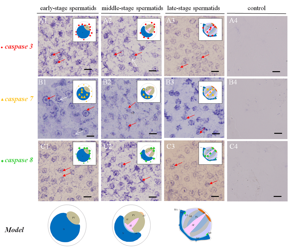 Temporal and spatial orientation of es-caspase3/ es-caspase7/ es-caspase8 during spermiogenesis in E. sinensis. The blue signals in each group were performed by ISH. N: nucleus, PG: proacrosomal granule, PV: proacrosomal vesicle, AT: acrosome tube, AC: acrosome cap, AV: acrosome vesicle, FL: fibrous layer, ML: middle layer, LS: lamellar structure, MC: membrane complex, RA: radical arm, NC: nuclear cap, MT: mitochondria. (A1-A3) The expression pattern of es-caspase 3 at various testis stages. In the early spermatids, es-caspase 3 was distributed in one pole of the cytoplasm and the inner edge of plasma membrane. Signals was decreased in middle-spermatids, and es-caspase 3 was distributed in the AT and AC finally. (B1-B3) The expression pattern of es-caspase 7 during spermiogenesis. Signals were discovered in the nucleus throughout the process. In the mature spermatids, es-caspase 7 was expressed in the AT, FL, ML and nucleus. (C1-C3) The distribution of es-caspase 8 in spermatids. The variation tendency was similar with es-caspase 3. The typical spermatid model was in the upper right corner of each panel. (A4-B4-C4) The control group. Bars=5 um.