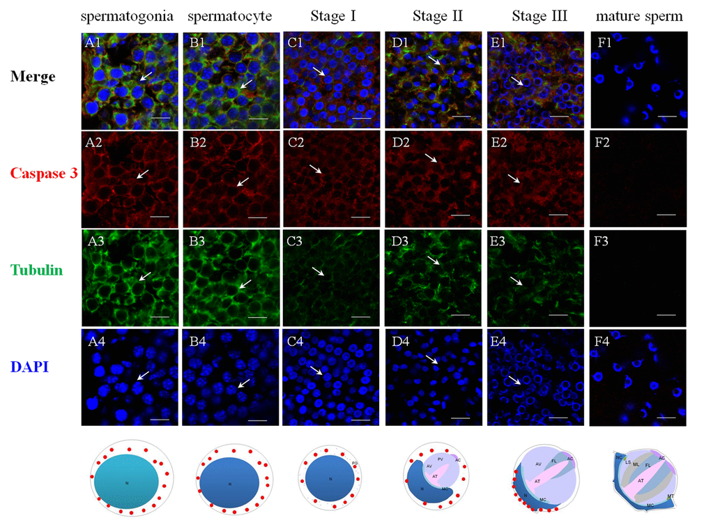 Immunolocalization of Es-Caspase 3 during spermatogenesis in E. sinensis. Red: Es-Caspase 3, Green: Tubulin, Blue: Nucleus. N: nucleus, PG: proacrosomal granule, PV: proacrosomal vesicle, AT: acrosome tube, AC: acrosome cap, AV: acrosome vesicle, FL: fibrous layer, ML: middle layer, LS: lamellar structure, MC: membrane complex, RA: radical arm, NC: nuclear cap, MT: mitochondria. (A1-A4) spermatogonia, (B1-B4) spermatocyte, (C1-C4) stage I spermatid, (D1-D4) stage II spermatid, (E1-E4) stage III spermatid, (F1-F4) mature sperm. Es-Caspase 3 are expressed in the cytoplasm from spermatogonia stage to stage II spermatids. With meiosis progressing, the level gradually decreases. In stage III spermatids, Es-Caspase 3 are concentrated in the cytoplasm between nuclei and cell membrane. No signals are discovered in mature sperm. Bars=20 um.