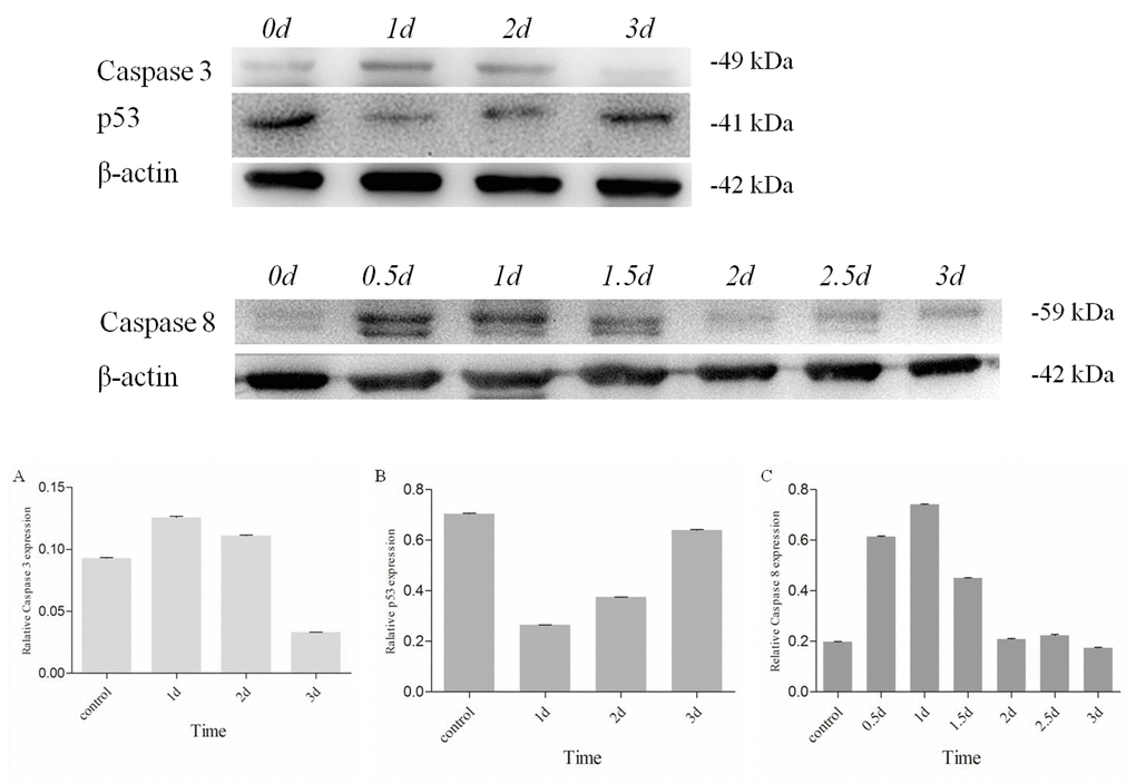 Changes of Es-Caspase 3/ Es-Caspase 8/ p53 in testis of E. sinensis after exposure to 40.28 mg/L Cd2+. Es-Caspase 3 and p53 level were detected by Western blot at 1d, 2d and 3d. Es-Caspase 8 was detected by Western blotting at 0.5d, 1d, 1.5d, 2d. 2.5d and 3d. After 1d induction, Es-Caspase 3 and Es-Caspase 8 increased abruptly. p53 presented the opposite variation. The level of Es-Caspase 3 and Es-Caspase 8 decreased with the increasing of treatment duration while p53 returned to the control level. β-actin was used as a control. All data were resulting from three repeats.