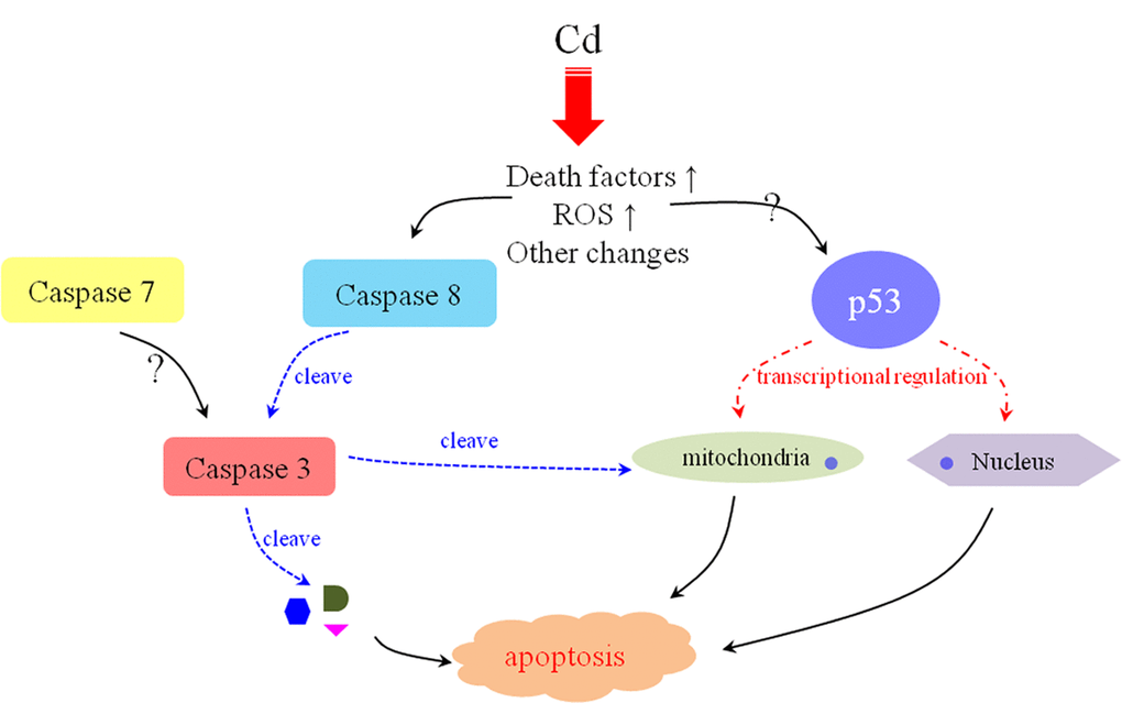 The possible mechanism of Cd2+-induced apoptosis in E. sinenesis testis. The oxidative stress and high-level death factors are triggered by Cd2+-induction. On the one hand, these changes initiate Caspase 8-mediated extrinsic pathway. On the other hand, p53 functions to repair DNA damage and participated in the mitochondrial pathway. All of these effects are contributive to the apoptosis of male germ cells after Cd2+ treatment in E. sinenesis.
