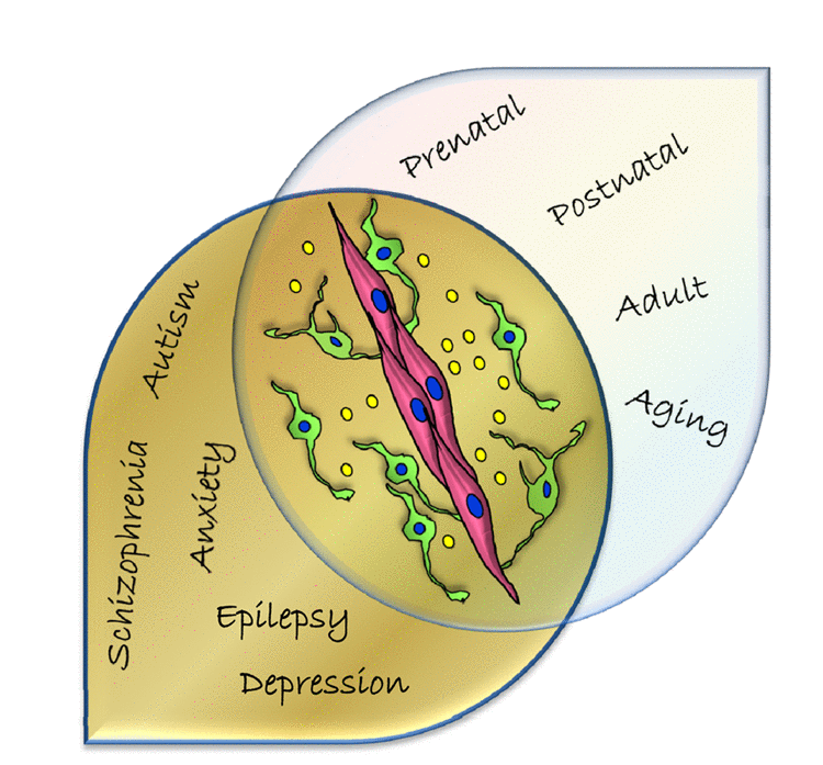 Schema illustrating the significance of endothelial GABA mediated signaling for neurovascular interactions and its implications for a wide range of neurological and psychiatric diseases. In addition to the prenatal brain, it is important to gain further insights into mechanisms and functions of this novel GABA pathway in the postnatal, adult and aging brain. Depictions: Endothelial cells (pink), GABAergic neurons (green), GABA (yellow circles).