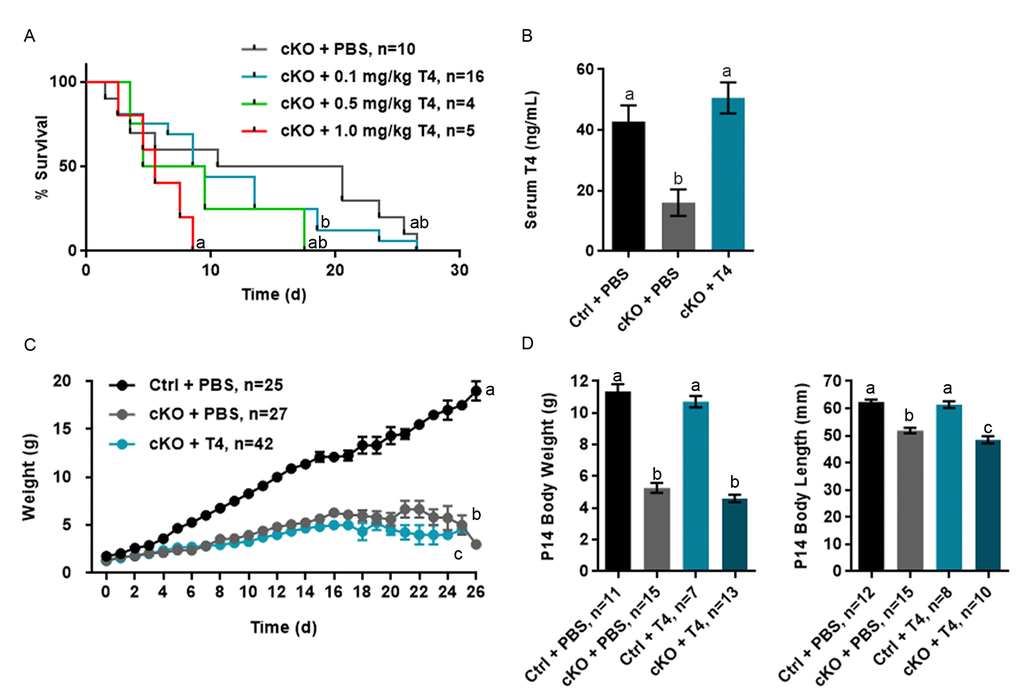 T4 administration restores normal serum T4 levels in Atrx Foxg1cre (cKO) mice but does not rescue life span or growth abnormalities. (a) Kaplan-Meier curve depicting survival of Atrx Foxg1cre mice injected with various amount of T4 from P0-P14 (b) Serum T4 levels are restored in P14 Atrx Foxg1cre mice after T4 treatment (0.1 mg/kg T4). T4 treatment does not improve body size (c) or body weight and length (d) in Atrx Foxg1cre at P14. Groups with the same letter have means that are not significantly different. Groups with different letters have means that are significantly different (p