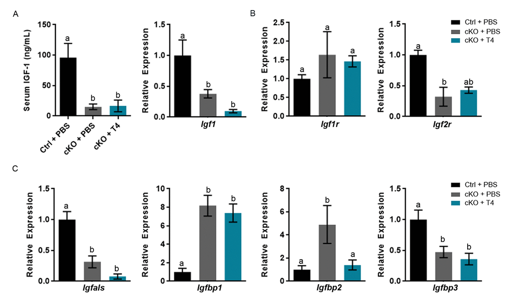 Altered gene expression and serum IGF-1 levels are not ameliorated by T4 administration (cKO) mice at P14. (a) Serum IGF-1 and expression of liver Igf1 are not restored to control levels following T4 treatment in Atrx Foxg1cre mice. (b) qRT-PCR of Igfr and Igf2r expression following T4 treatment in Atrx Foxg1cre mice. (c) Igfals,Igfbp1, Igfbp2 and Igfbp3 (IGF-1 complex proteins) transcript levels in the liver upon T4 treatment. qRT-PCR was normalized to β-actin expression, n=3-6. Groups with the same letter have means that are not significantly different. Groups with different letters have means that are significantly different (p