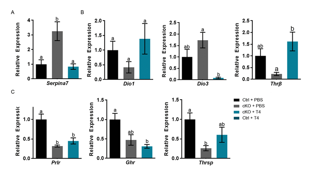 T4 administration restores thyroxine binding globulin gene expression and a subset of thyroid hormone responsive genes in the liver of Atrx Foxg1cre (cKO) mice at P14. (a) Serpina7 (thyroxine binding globulin) gene expression is restored following T4 treatment. (b) Administration of T4 restores thyroid hormone responsive gene expression of Dio1 and Thrβ in Atrx Foxg1cre mice to that of control mice. In addition, there is a dramatic repression of Dio3 expression in the liver of Atrx Foxg1cre mice at P14. (c) Despite normal expression of Thrβ, some thyroid hormone responsive genes are not rescued following T4 treatment in Atrx Foxg1cre mice. qRT-PCR data were normalized to β-actin expression, n=3-6. Groups with the same letter have means that are not significantly different. Groups with different letters have means that are significantly different (p
