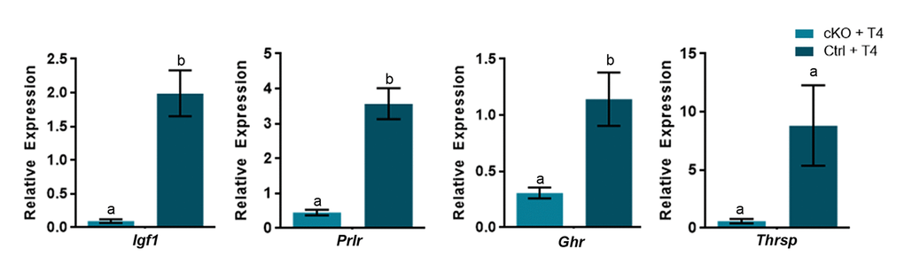 A subset of thyroid hormone responsive genes are induced in the P14 liver in the presence of excess T4, in an ATRX-dependent manner. Administration of T4 induces gene expression at or above the level of controls treated wtih PBS (control set to 1) only when ATRX is present in Ctrl + T4 mice and not in Atrx FoxG1cre (cKO) + T4 mice at P14. qRT-PCR data were normalized to β-actin expression, n=3-6. Groups with the same letter have means that are not significantly different. Groups with different letters have means that are significantly different (p
