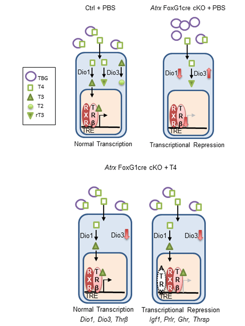 ATRX is required for the transcription of several thyroid hormone responsive genes in the liver. In the control, T4 is bound to thyroxine binding globulin (TBG) in the blood. It is converted to T3 in the liver by Dio1. Both T4 and T3 can be inactivated by Dio3 to produce the inactive molecules T2 and rT3. T3 binds its receptor Thrβ (found as a heterodimer with retinoid x receptor), which enters the nucleus, binds a thyroid hormone responsive element and initiates transcription. In Atrx Foxg1cre mice there is an increase in TBG and a decrease in T4 in the serum. In the liver, there is a decrease in Dio1 and an increase in Dio3. Any T4 present is likely converted to rT3. Low levels of Thrβ acts as a transcriptional repressor. Following treatment with T4 in Atrx Foxg1cre mice, there are control levels of TBG and T4 in the blood. In the liver, Dio1 is at control levels and Dio3 is repressed. T4 is converted to T3 where it binds its receptor and transcription occurs normally. This occurs for a subset of genes (Dio1, Dio3 and Thrβ). However, some genes (Igf1, Prlr, Ghr and Thrsp) are still transcriptionally repressed following T4 treatment. This suggests that ATRX is required for the transcription of some thyroid hormone responsive genes.