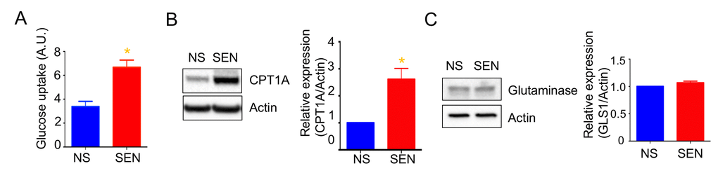 Mitochondrial fuel usage is altered during doxorubicin-induced senescence. (A) Glucose uptake rate was measured by 2-NBDG, a fluorescently labeled deoxyglucose analog. Quantification and representative western blots of (B) carnitine palmitoyltransferase I (CPT1A) and (C) glutaminase (GLS1), both showing beta-actin as a loading control. Data are reported as mean ± SEM of three to six independent experiments. Significant differences were determined by Student’s t-tests. *p