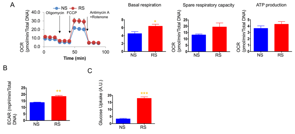 Mitochondrial respiration was not altered, but glycolysis was enhanced in replicative senescence. (A) Cellular oxygen consumption rate (OCR) in non-senescence (quiescent) and senescent cells. The basal respiration, spare respiratory capacity, and ATP production are calculated based on the sequential compound injection according to the manufacture’s instruction. (B) The extracellular acidification rate (ECAR) in non-senescent (quiescent) and senescent cells. (C) Glucose uptake rate were measured by 2-NBDG, a fluorescently labeled deoxyglucose analog. Data are reported as mean ± SEM of three to eight independent experiments. Significant differences were determined with Student’s t-tests. *p