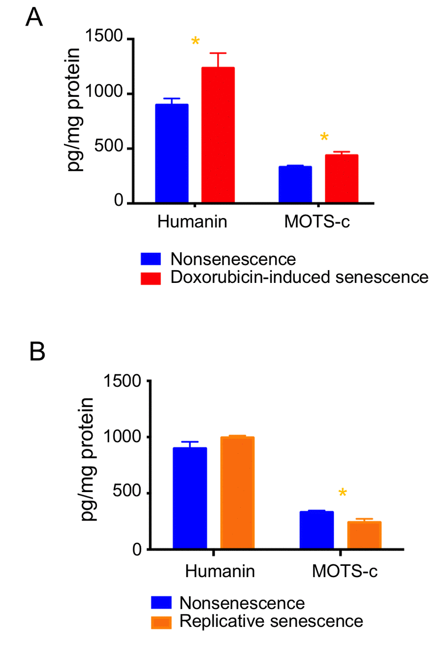 Expression levels of MDPs are differentially regulated during cellular senescence. Humanin and MOTS-c levels were examined in (A) doxorubicin-induced senescence and (B) replicative senescence. Data are reported as mean ± SEM of three independent experiments. Significant differences were determined by Student’s t-tests. *p